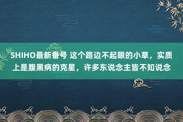 SHIHO最新番号 这个路边不起眼的小草，实质上是腹黑病的克星，许多东说念主皆不知说念